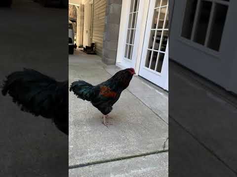 Rooster crowing