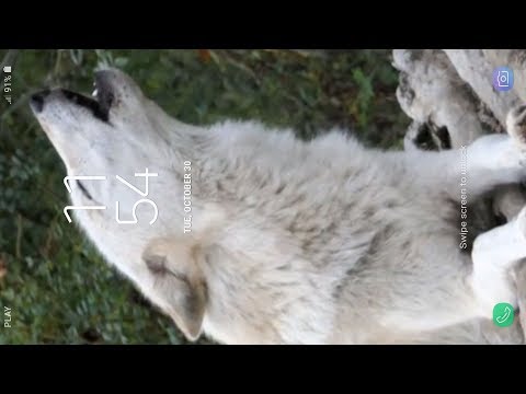 Wolf Live Wallpaper video