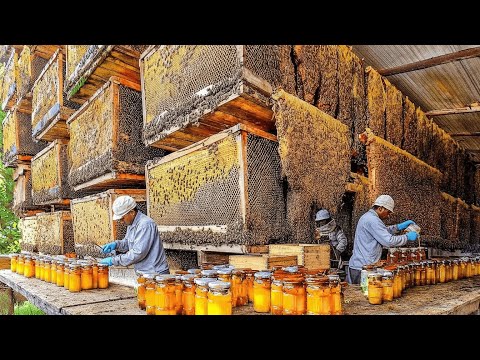 From Hive to Bottle: Inside the World’s Largest Honey Factory