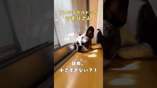 【フレブルVlog】涙ぐましい日向ぼっこ😢 #shorts