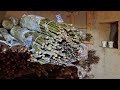 Підщепа для плодових дерев та троянд - фото 1