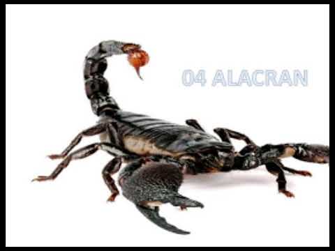 Datos Lotto activo 12/11/2017