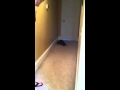 Cat Takes Out Bat In Mid Air