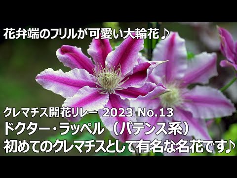 園芸 クレマチス「ドクター・ラッペル」