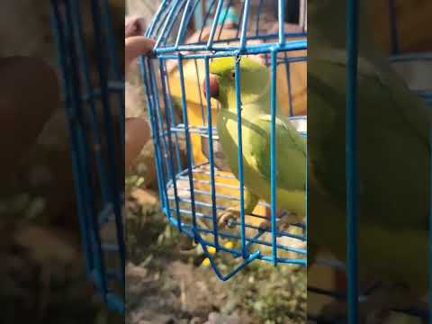 Ek dilruba hai 🦜😘 #bollywood #song #hindisong #music #viralvideo #parrot #love