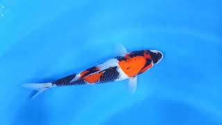 video van Klassieke Showa SH-V24-011238