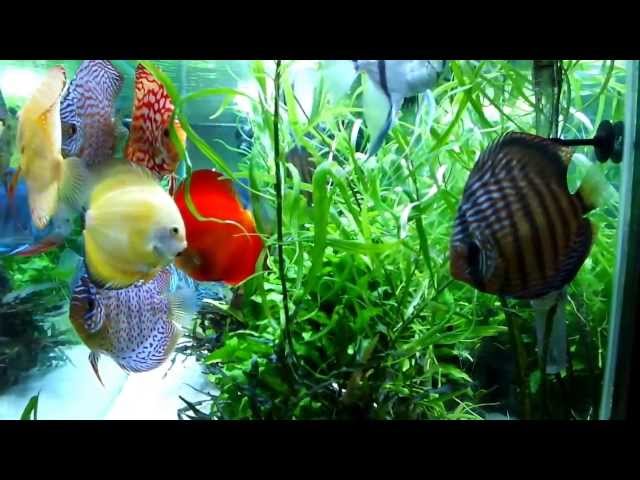 Planted Discus Tank - 470 ltr.