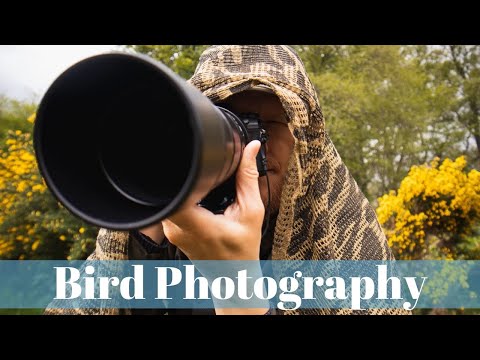 Great Light for Bird Photography | Photographing Warblers on an Overcast Day