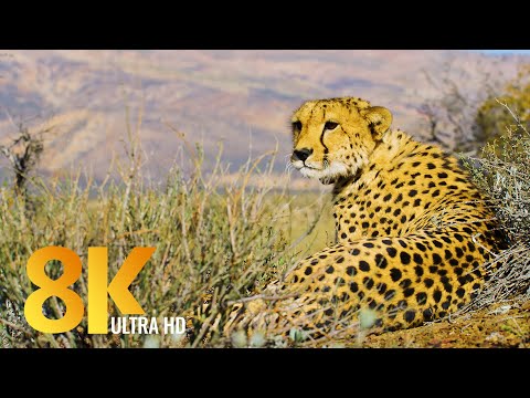 African Nature and Animals in 8K (FUHD) - Sanbona Wildlife Reserve - Short Preview Video