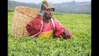 Tea farmers want KTDA managers voted out - VIDEO