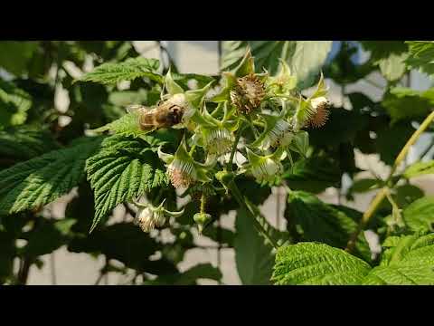 , title : 'Honeybee foraging on Raspberry plant'