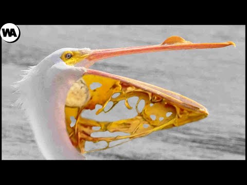 ペリカンが犯す最大の間違い