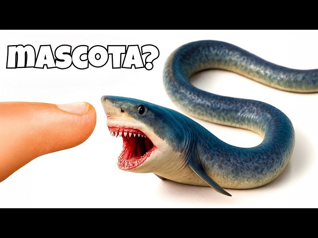 Vídeo relacionado con KUKUShining Peluche De Pez Payaso, Suave Tierno Animal Marino Muñeco De Peluche Compañero De Juguete para Jugar Coleccionar Abrazar(30cm/11.8in)