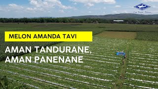 Download lagu BISI Sahabat Petani: #melon Amanda Tavi Aman Tandurane, Aman Panenane mp3 Download lagu BISI Sahabat Petani: #melon Amanda Tavi Aman Tandurane, Aman Panenane mp3