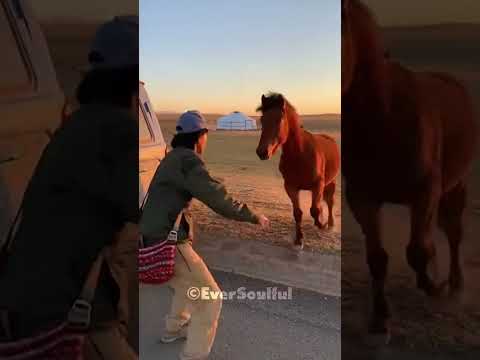 He Finally Found His Lost Horse Friend 💕