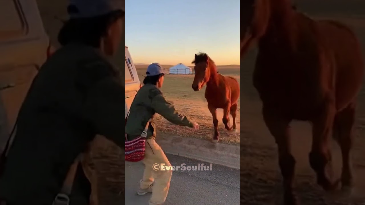 He Finally Found His Lost Horse Friend 💕