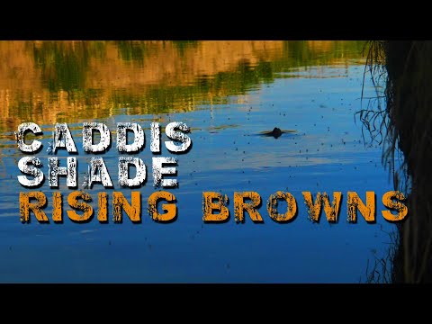 Small Stream Fly Fishing - Hunting Rising Brown Trout in the Shade with Caddisflies