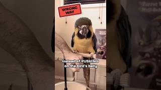 Why My Macaw Doesn't Want to Step Up!
