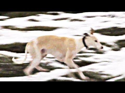 Fieldsports Britain – Whippets in Yorkshire and Cirencester pheasants Fieldsports Britain – Whippets in Yorkshire and Cirencester pheasants