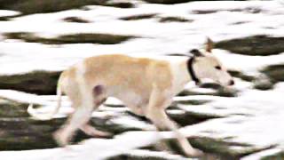 Fieldsports Britain – Whippets in Yorkshire and Cirencester pheasants