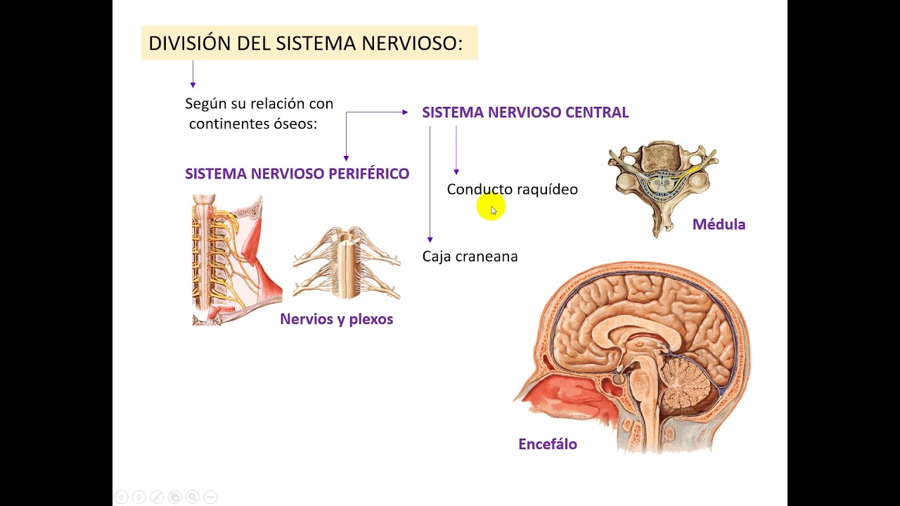 Ontogenia SNC 1 pptx