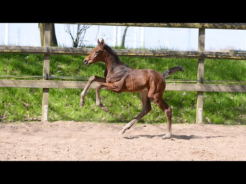 Junghengst-Fohlen 2021 | Cardentos x Corrado I