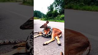 Deer v/s python catching action #viral #trending #shorts #video #youtube