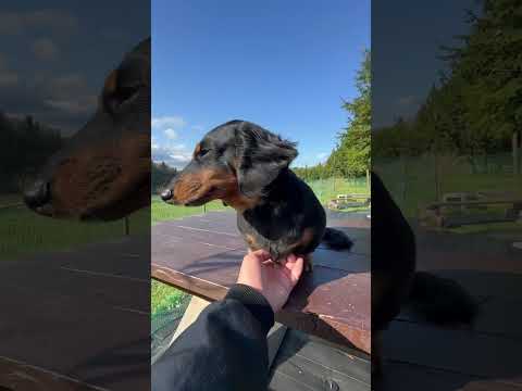 園芸 ミニチュアチュサンヤシ、ドワーフウィンドミルヤシ