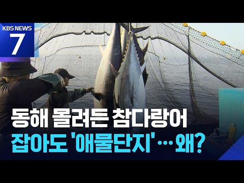 “잡아도 버려야 해”…애물단지 된 고급 참다랑어 / KBS 2026.06.18.
