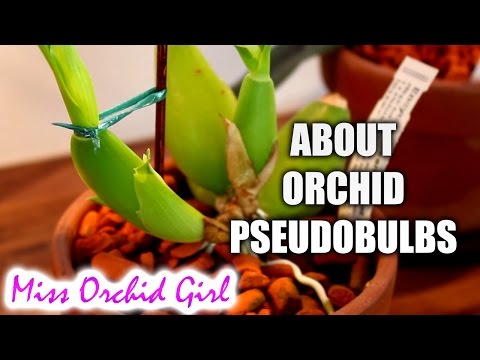 , title : 'Orchid pseudobulbs - Purpose, functions and features
