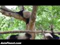 Cute Giant Pandas pooping and sleeping In China ...