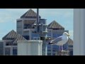 Dublin S Herring Gulls Wild Cities Dublin RTÉ One