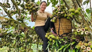 FULL VIDEO: 135 Days Harvesting Fruits & Agricultural products to sell in the market - Daily life