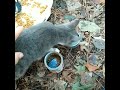 Sneak Attack On Gray Tabby Kitten Shorts