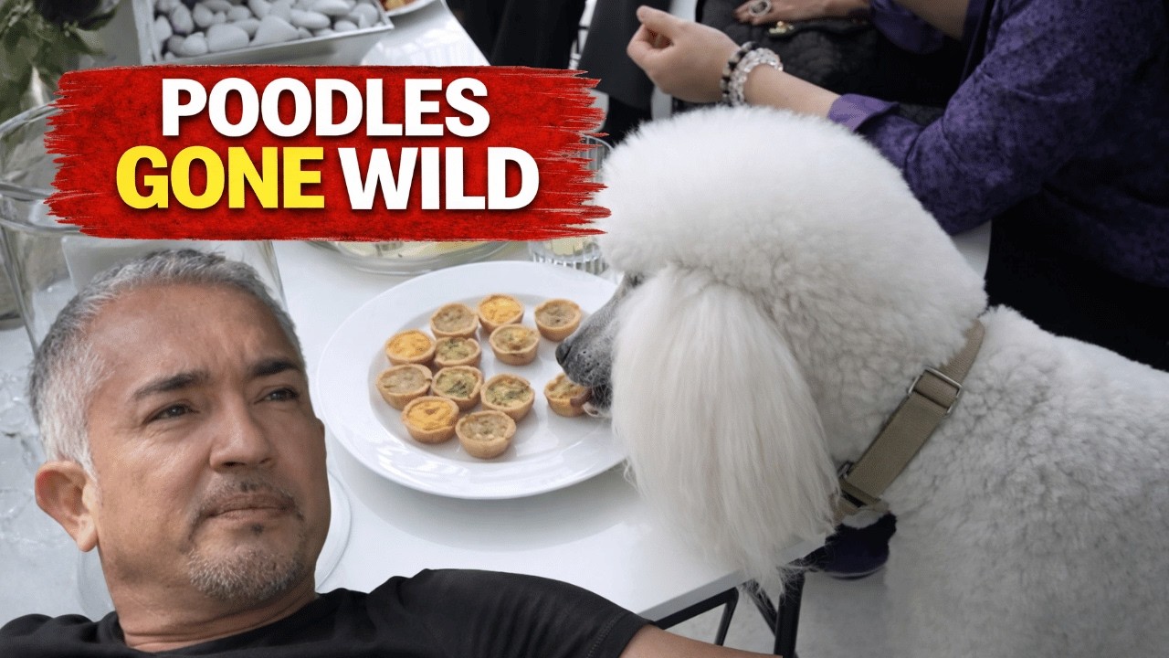 When a Small Dog Becomes a Neighborhood Threat 😳 | Cesar 911