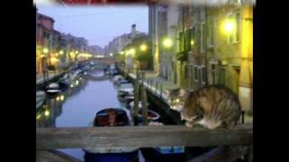 Red Hot Chili Peppers-Venice Queen Live Slane Castle 2003