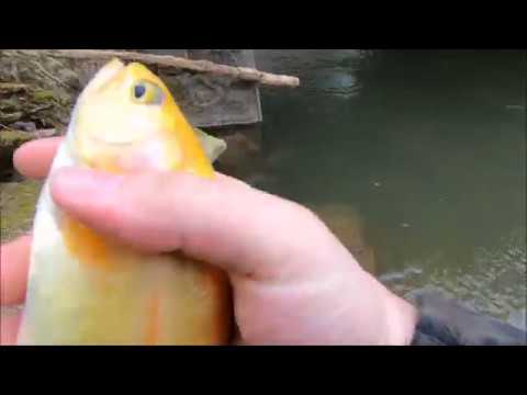 Trout lovers must watch! Opening day maryland 2019!