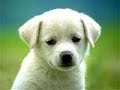 AVOID Beneful Dog Food, Puppy Chow Dog foods.