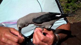 Clark's Nutcracker Lake Louise