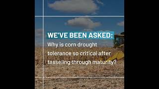 Q&A | Why is corn drought tolerance critical after tasseling through maturity?