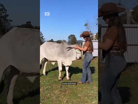 Sky's the limit for this teenager trainer, her horse and steer ABC Australia
