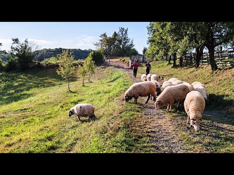 How do people live in Romanian alpine villages? The last Romanian Shepherds in a Carpathian Village!