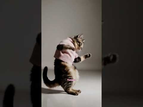 eaa eaaa #shorts #shortvideo #short #shortsfeed #shortsvideo #cat #fyp