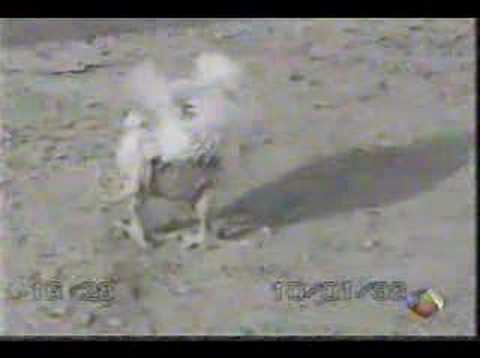 Pollo con cuatro patas