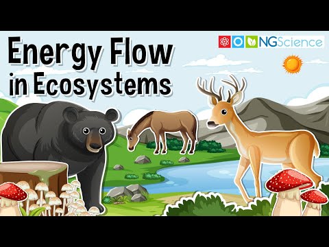 Energy Flow in Ecosystems –
