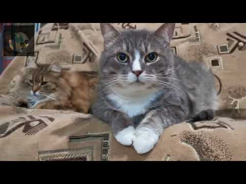 A Very Beautiful And Mysterious Cat