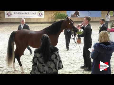 Deauville Arabian Cup 2016 - Colts 2 y.o. (7) - 1st place: n°57 R'ADJAH DE CARTHEREY
