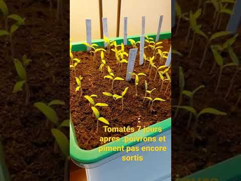 suivis semis de tomates / poivrons / piments J + 7