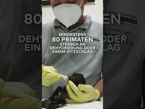 AFFEN FALLEN VON BÄUMEN! Extreme Hitzewelle in Mexiko fatal für Primaten | WELT #shorts
