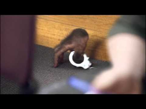 Cadbury Caramello Nibbles 2010 Ad